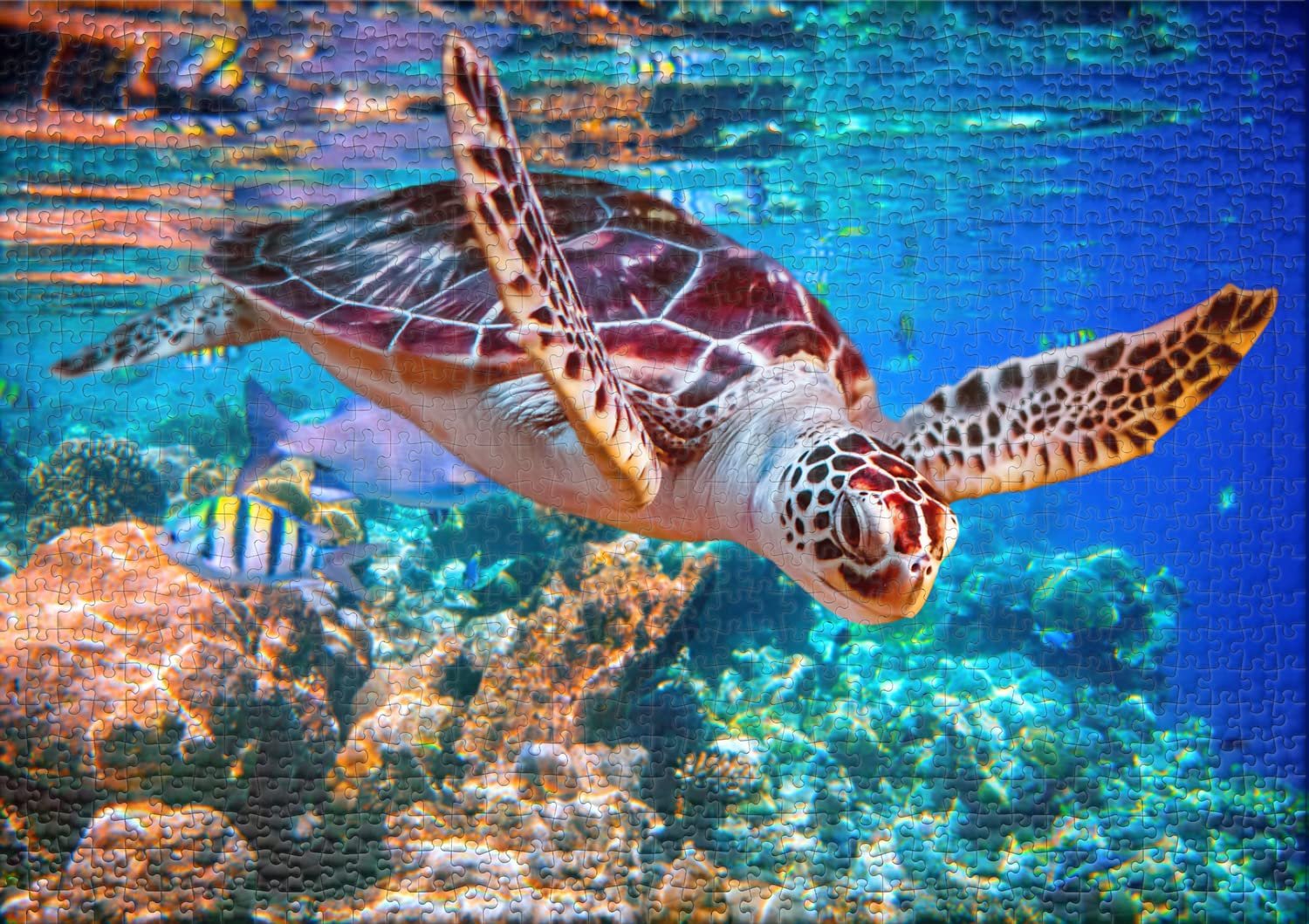 Пазл Ulmer Puzzleschmiede Sea Turtle 2000 элементов Морская черепаха, фото №2 Пазл Ulmer Puzzleschmiede Sea Turtle 2000 элементов Морская черепаха, фото №2