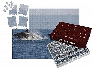 Пазл-адвент-календарь puzzleYOU Whales Puzzle Collection Swarm of Killer Whales in the Ocean, Orcinus Orca 1000 элементов - Фото 1