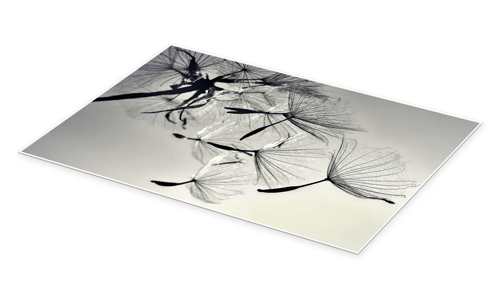 Постер Julia Delgado Dandelion Freedom 60 x 40 см Черно-белая фотография, фото №2 Постер Julia Delgado Dandelion Freedom 60 x 40 см Черно-белая фотография, фото №2