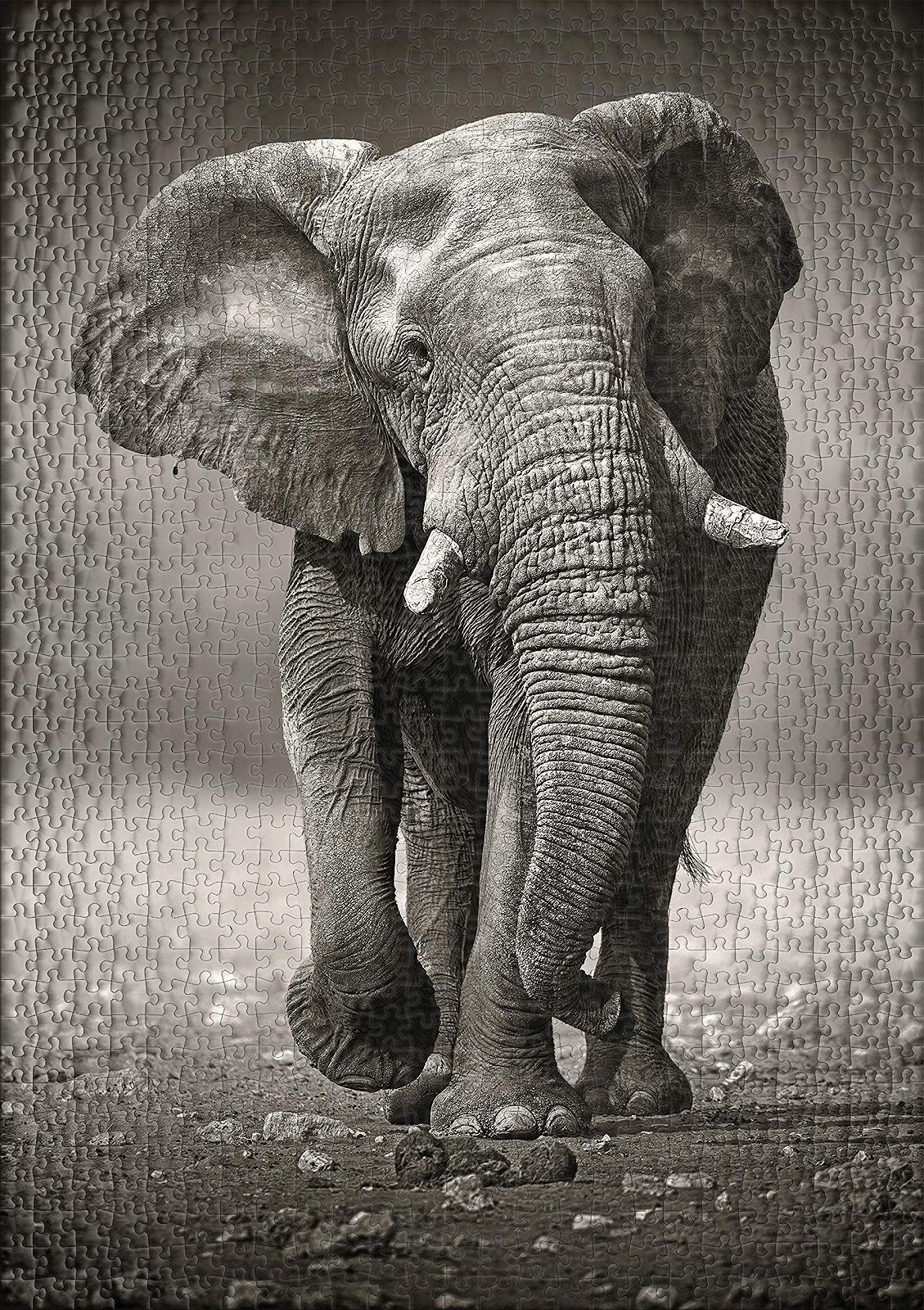 Пазл Ulmer Puzzleschmiede The Wanderer Classic 1000 деталей Слон черно-белое фото, фото №2