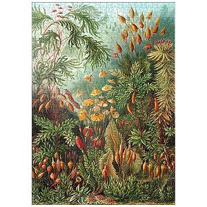 Пазл MyPuzzle Special Collection Moss (Muscinae) - Art Forms in Nature, Vintage Art Poster, Ernst Haeckel 1000 элементов - Фото 1