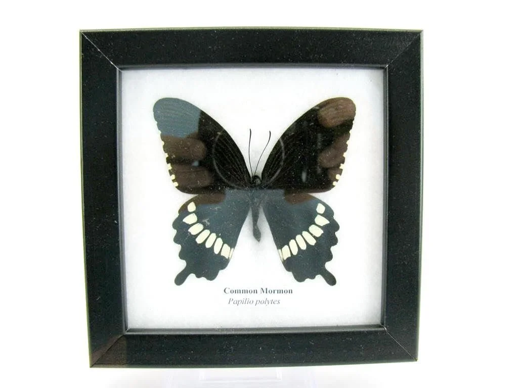 Настінна картина у вітрині Справжній метелик Common Mormon 12 x 12 x 2 см, фото №8 Настінна картина у вітрині Справжній метелик Common Mormon 12 x 12 x 2 см, фото №8