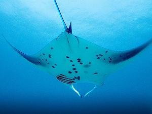Пазл CALVENDO Manta Ray 1000 элементов 64 x 48 см synthetic.ua - Фото 1
