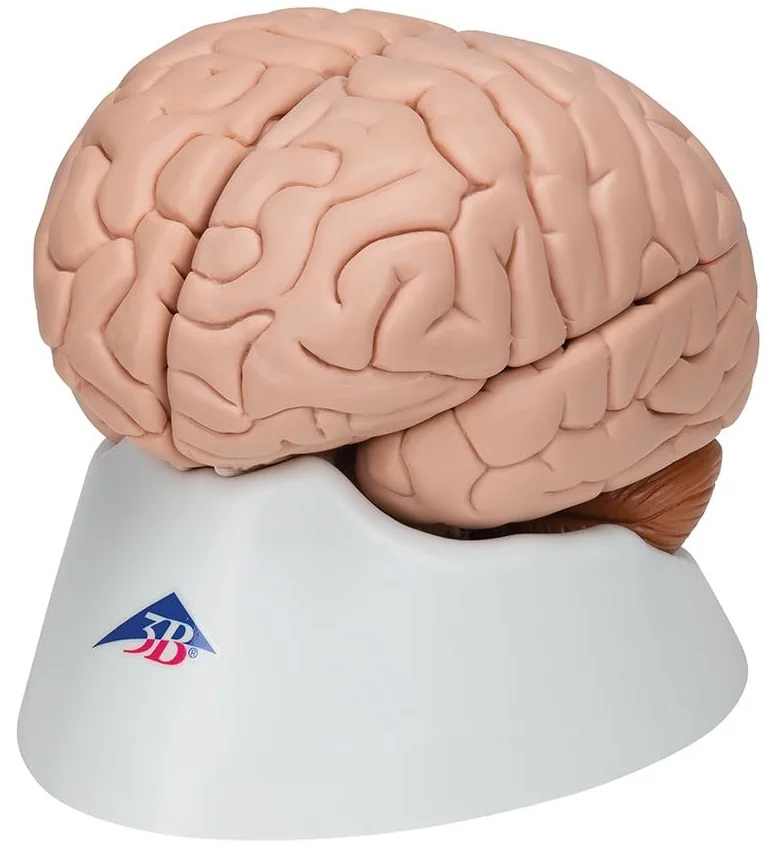 Анатомическая модель мозга 3B Scientific C17 / 8 частей / 3B Smart Anatom / Розовый, фото №6 Анатомическая модель мозга 3B Scientific C17 / 8 частей / 3B Smart Anatom / Розовый, фото №6