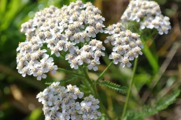 Тысячелистник обыкновенный трава деревий (пак/50грамм), фото №2 Тысячелистник обыкновенный трава деревий (пак/50грамм), фото №2