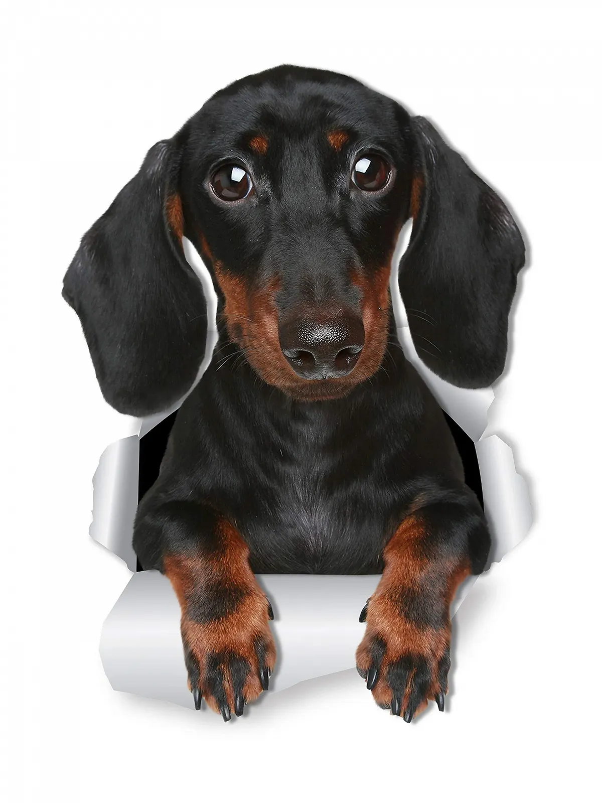 Наклейки на стіну Winston & Bear Такса 3D ефект набір 2 шт., фото №1