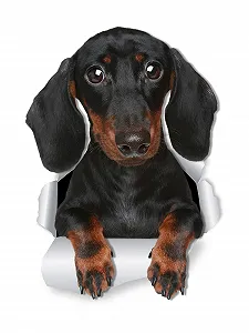 Наклейки на стіну Winston & Bear Такса 3D ефект набір 2 шт. - Фото 1