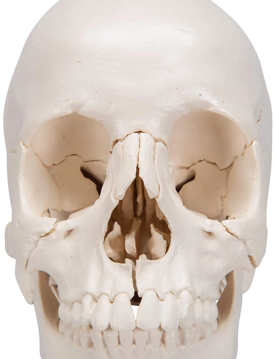 Анатомическая модель черепа 3B Scientific A290 / 22 части / Подвижная челюсть / 3B Smart Anatom / Белый, фото №8