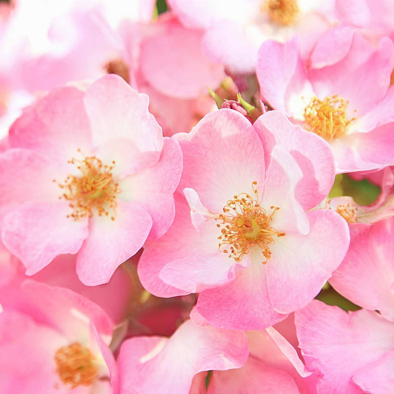 Денний крем WELEDA Wild Rose & White Tea Organic Smoothing Vegan, 40 мл, фото №9 Денний крем WELEDA Wild Rose & White Tea Organic Smoothing Vegan, 40 мл, фото №9