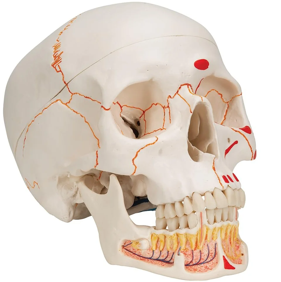 Модель черепа людини 3B Scientific A22/1 / 3 частини / 3B Smart Anatom / Різнокольоровий, фото №8