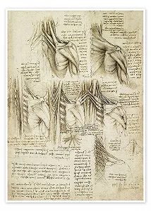 Постер Leonardo da Vinci Muscles of the Spine 50 x 70 см Бежевый - Фото 1