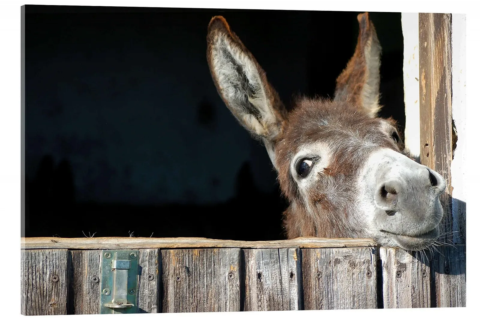 Картина на акриловому склі Posterlounge Милий цікавий ослик 30 x 20 см, фото №1