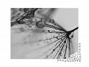 Пазл puzzleYOU Photo Art Abstract Dandelion Black and White 2000 деталей synthetic.ua - Фото 1