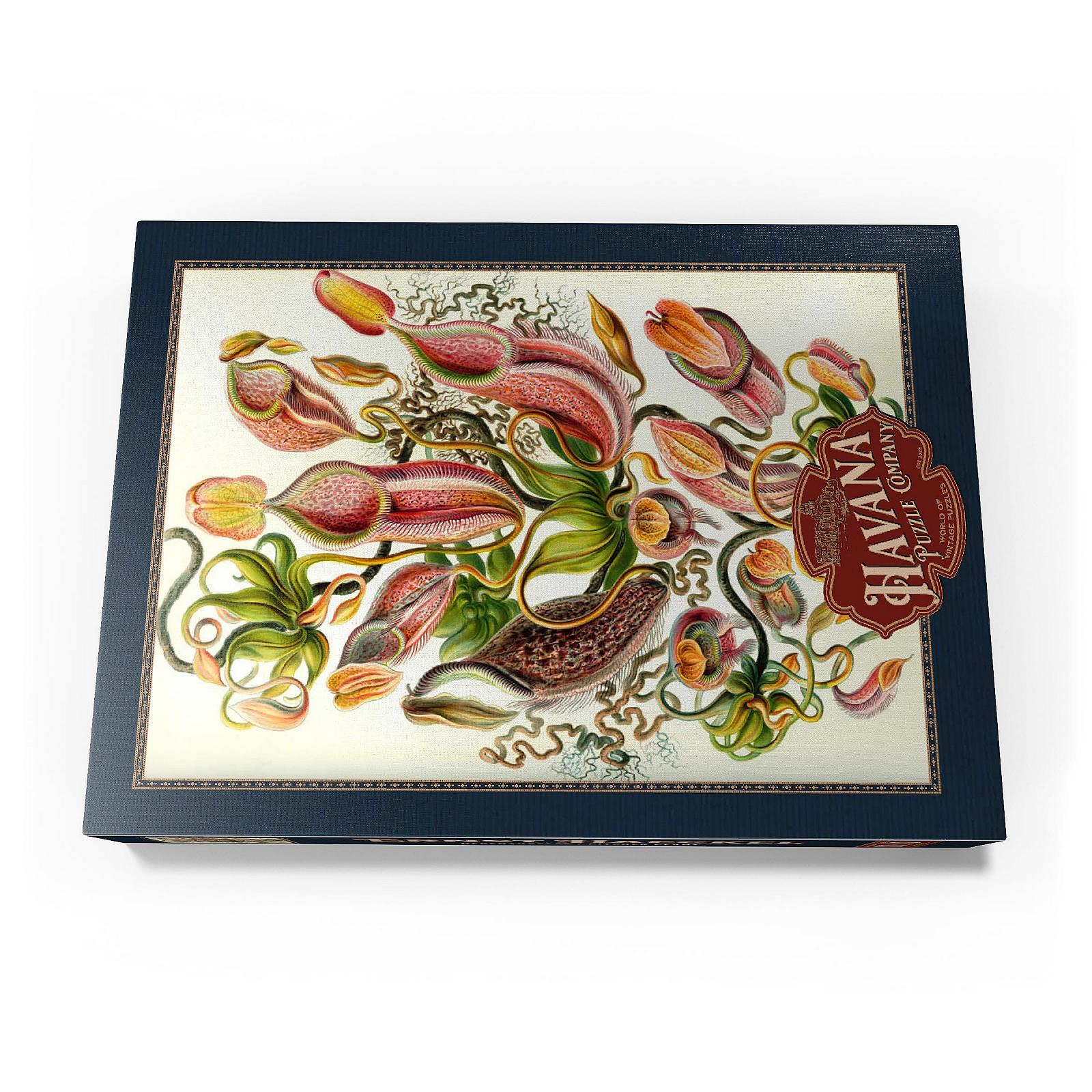 Пазл MyPuzzle Special Collection Nepenthaceae - Pitcher Plant, Vintage Art Poster, Ernst Haeckel 1000 элементов, фото №4 Пазл MyPuzzle Special Collection Nepenthaceae - Pitcher Plant, Vintage Art Poster, Ernst Haeckel 1000 элементов, фото №4