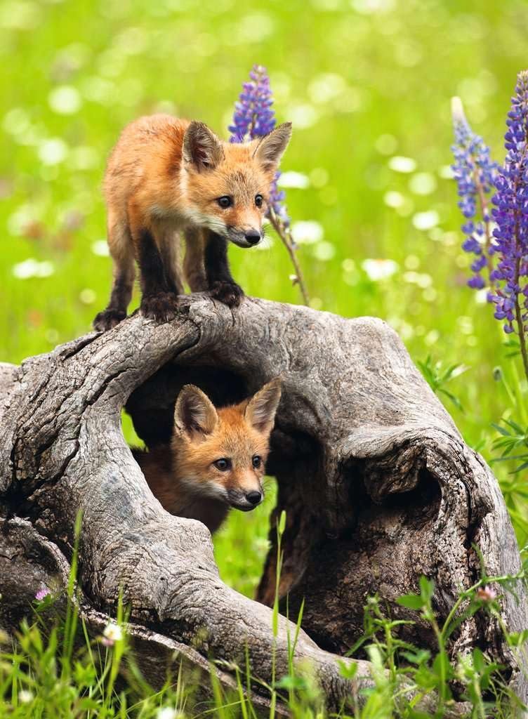 Дитячий пазл Ravensburger Cheeky Foxes 12000871 300 деталей XXL від 9 років, фото №2