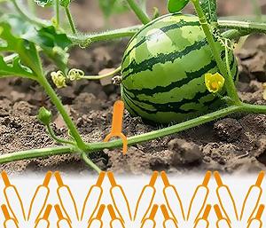 Фіксатор для стебла рослин, 50шт synthetic.ua - Фото 1