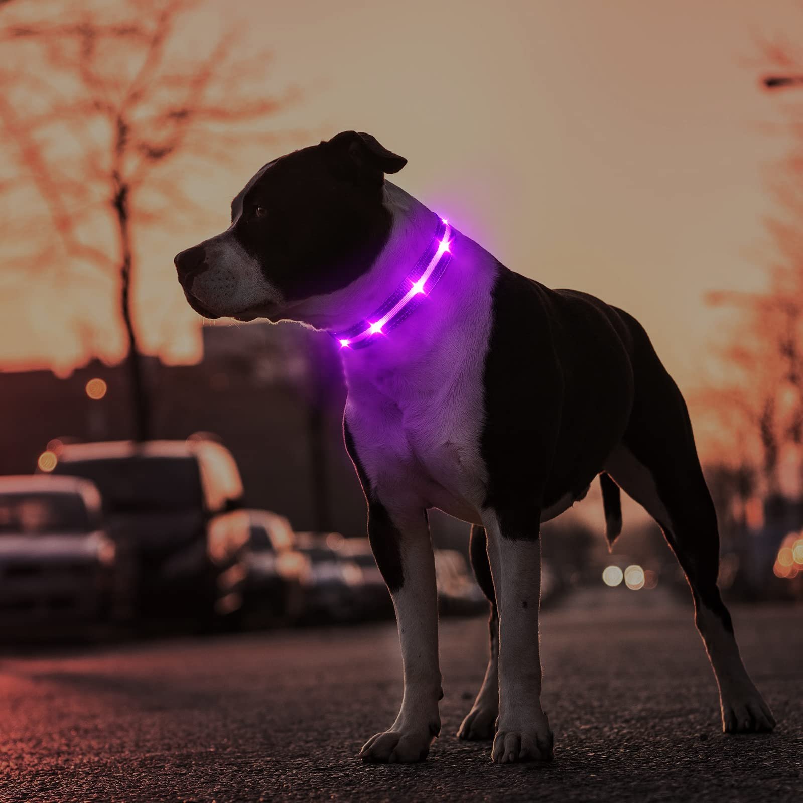 LED ошейник MASBRILL USB Светящийся Водонепроницаемый 3 режима Регулируемый для собак всех размеров, фото №7 LED ошейник MASBRILL USB Светящийся Водонепроницаемый 3 режима Регулируемый для собак всех размеров, фото №7