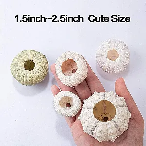 Підвісне кашпо TOPINCN Conch для тілландсій, набір 5 шт., черепашки морських їжаків synthetic.ua - Фото 1