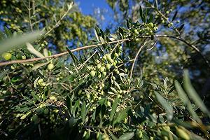 Крем для рук и ногтей Santo Volcano 100 мл synthetic.ua - Фото 1