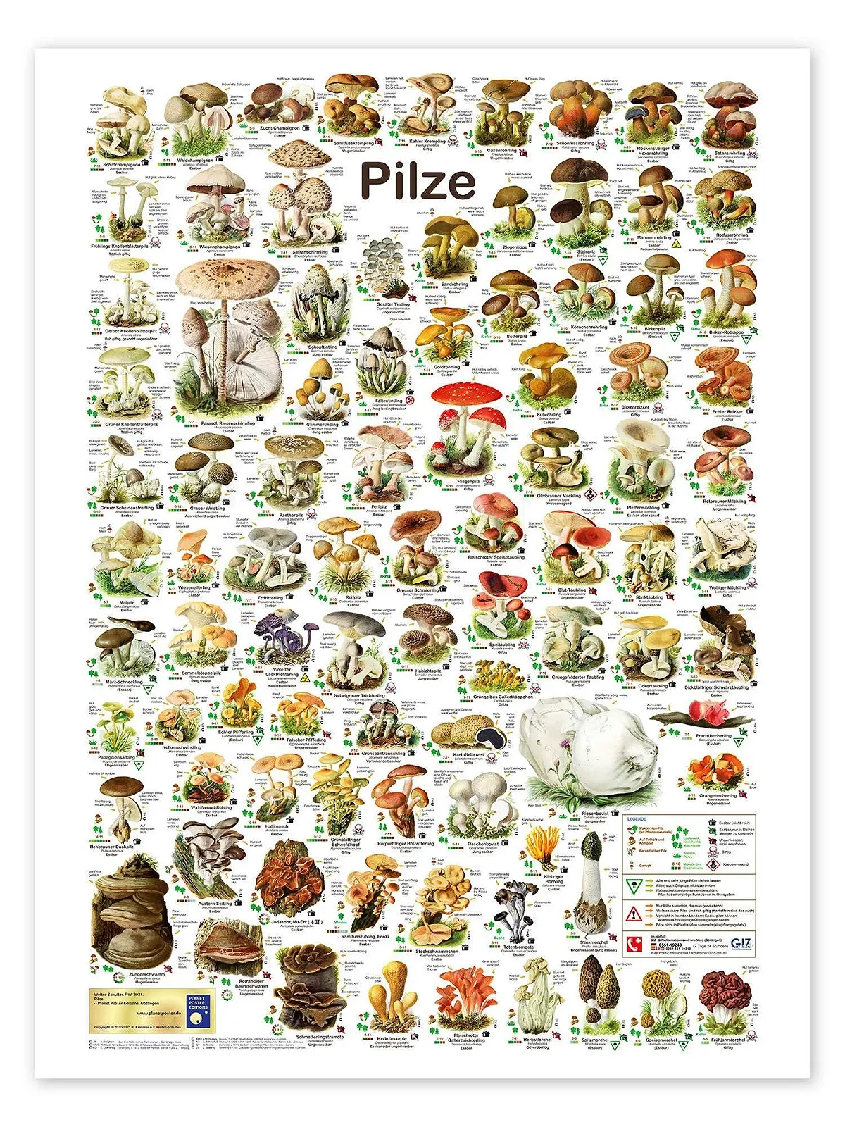 Постер Planet Poster Editions Mushrooms 60 x 80 см Разноцветный, фото №1 Постер Planet Poster Editions Mushrooms 60 x 80 см Разноцветный, фото №1