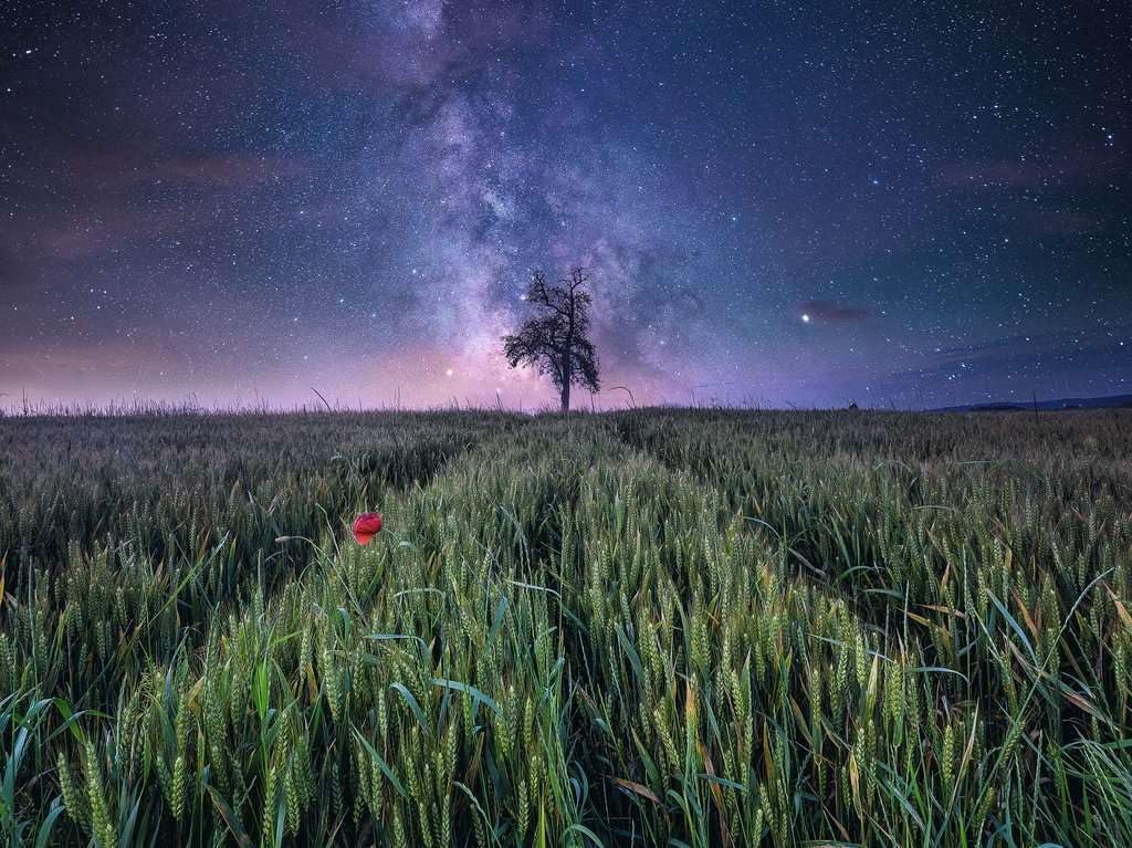 Пазл Ravensburger 12000799 Night Sky Over the Cornfield 1500 элементов, фото №2 Пазл Ravensburger 12000799 Night Sky Over the Cornfield 1500 элементов, фото №2
