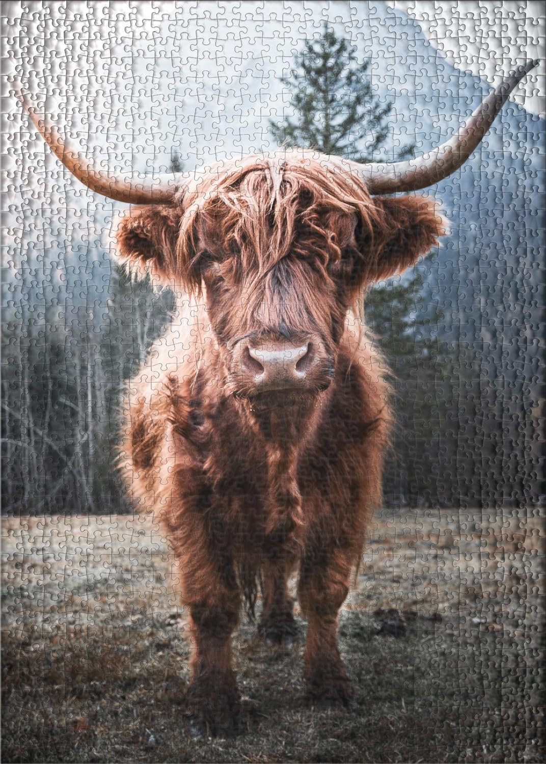 Пазл Ulmer Puzzleschmiede Highland Animal Highland Cattle 500 деталей, фото №2 Пазл Ulmer Puzzleschmiede Highland Animal Highland Cattle 500 деталей, фото №2