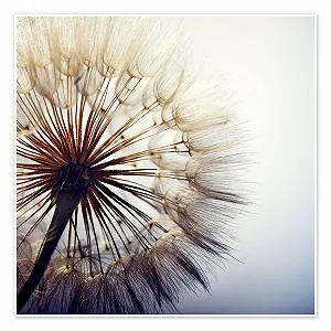 Постер Large Dandelion 60 х 60 см - Фото 1