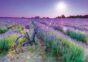 Пазл Educa Bicycle in the Lavender Field 1000 элементов (19255) цена на synthetic.ua - Фото 1 Пазл Educa Bicycle in the Lavender Field 1000 элементов (19255) synthetic.ua - Фото 1