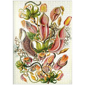 Купить Пазл MyPuzzle Special Collection Nepenthaceae - Pitcher Plant, Vintage Art Poster, Ernst Haeckel 1000 элементов - Фото 1 Пазл MyPuzzle Special Collection Nepenthaceae - Pitcher Plant, Vintage Art Poster, Ernst Haeckel 1000 элементов - Фото 1