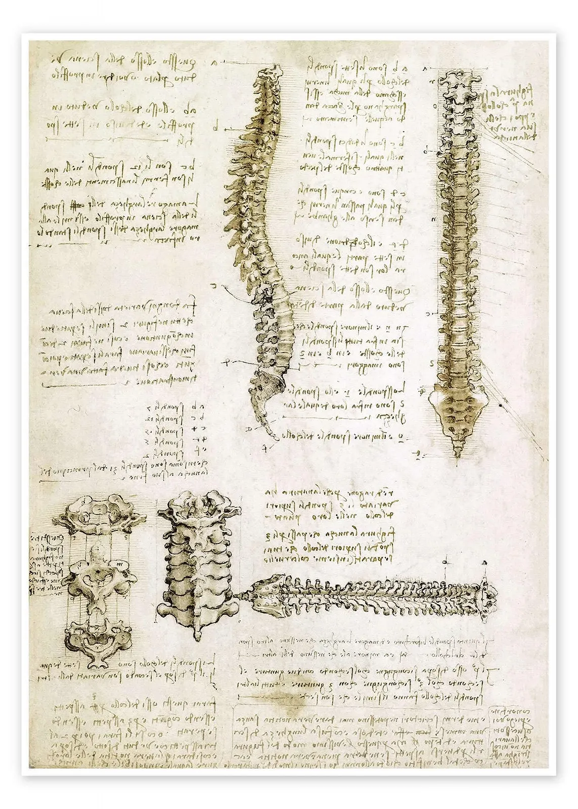 Постер Leonardo da Vinci Spine 50 x 70 см бежевый, фото №1