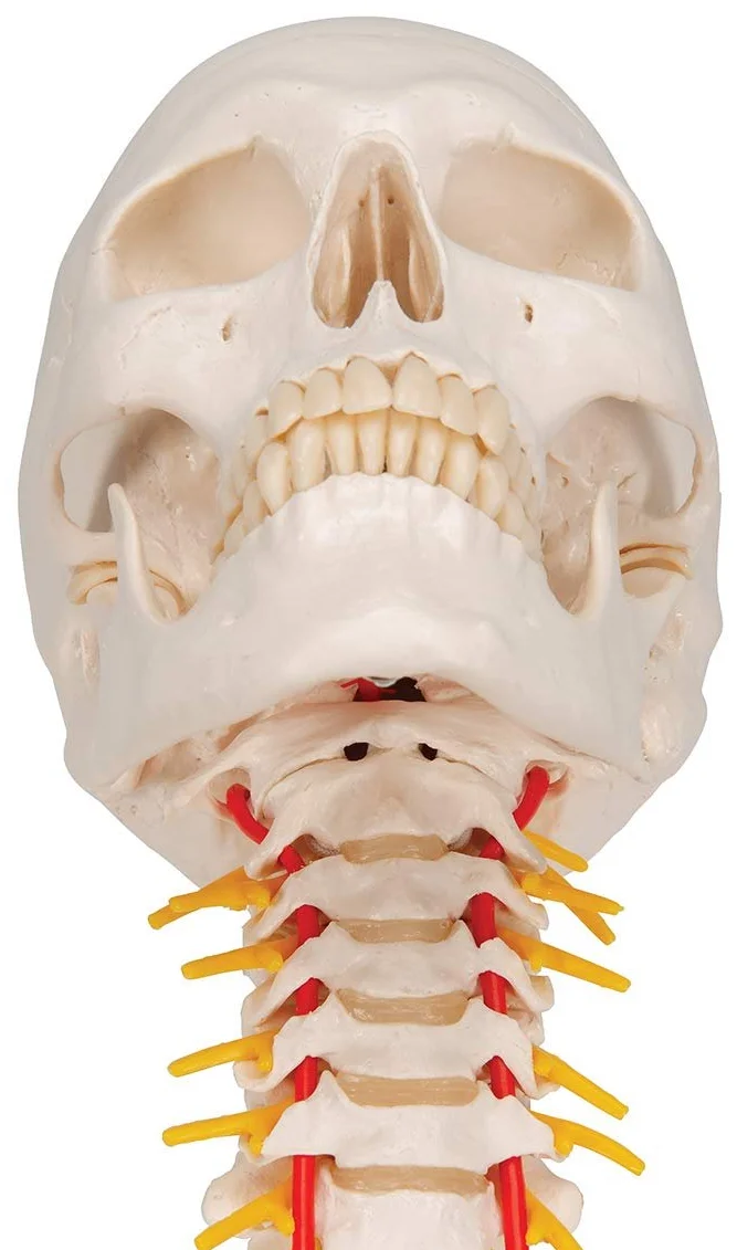 Модель черепа человека 3B Scientific A20/1 / 4 части / 3B Smart Anatom / Разноцветный, фото №7