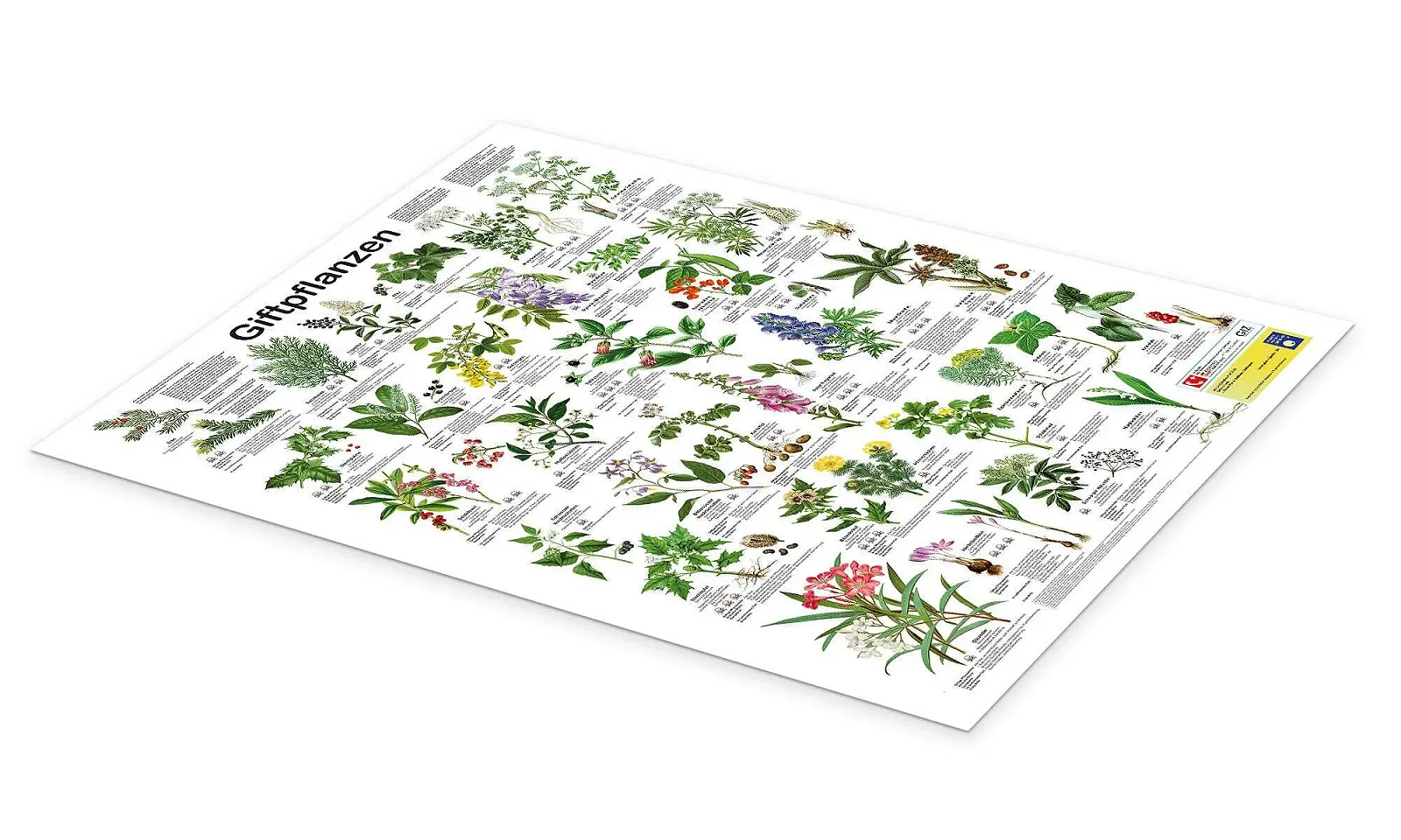 Постер Planet Poster Editions Poison Plants 50 x 70 см Зеленый, фото №2