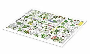 Постер Planet Poster Editions Poison Plants 50 x 70 см Зеленый synthetic.ua - Фото 1