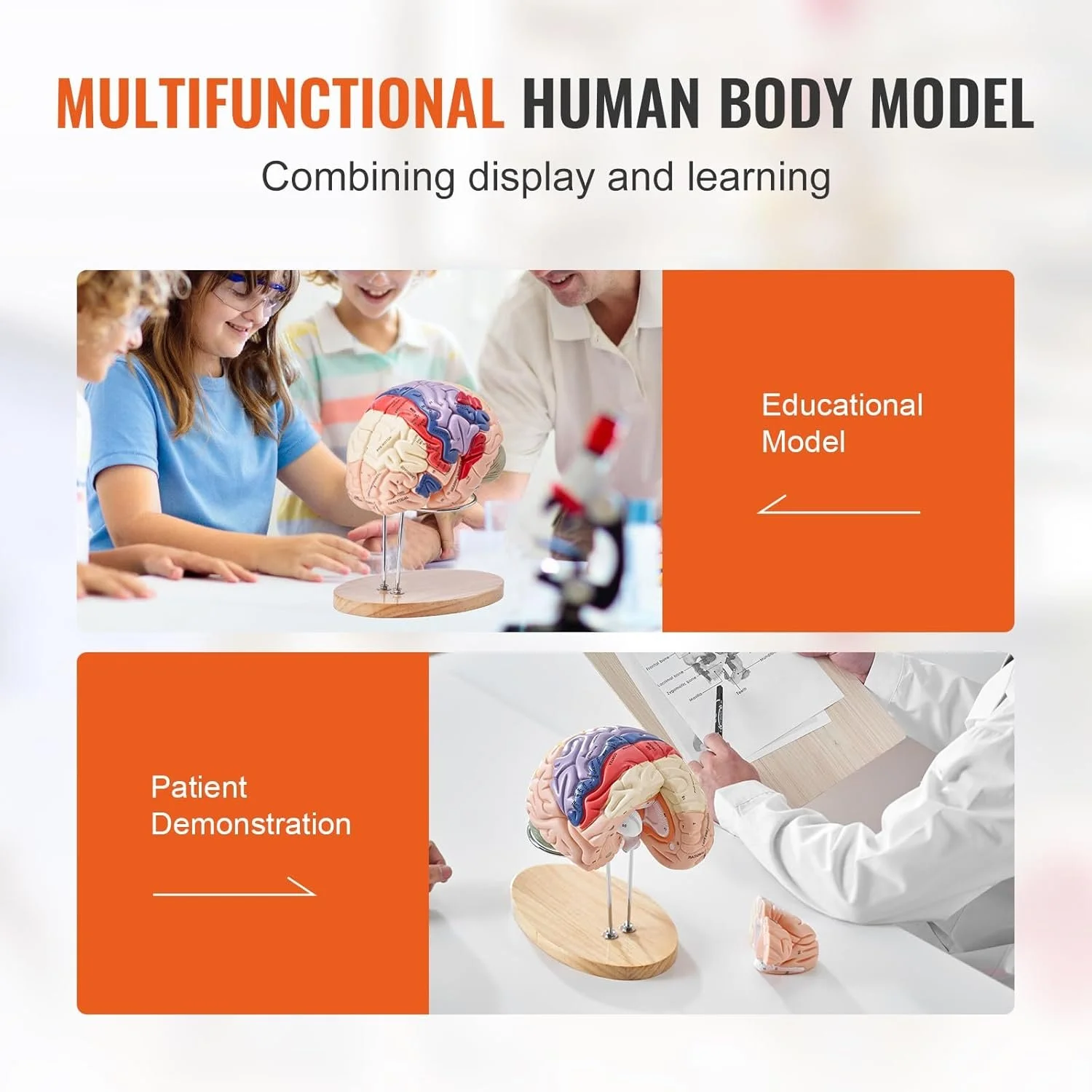 3D-модель человеческого мозга Vevor LDX-V4, фото №7