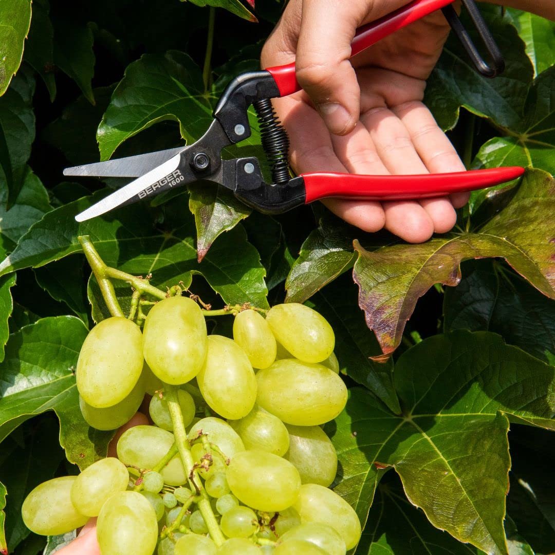 Ножницы Berger 1600 19x5x2 см Красный, фото №9 Ножницы Berger 1600 19x5x2 см Красный, фото №9