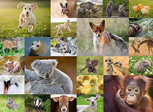 Дитячий пазл Ravensburger XXL Cute Animal Babies 13353 200 елементів 8+ synthetic.ua - Фото 1