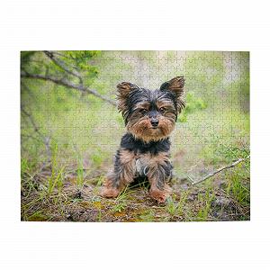 Пазл деревянный Yorkshire Terrier Small Puppies 500 элементов - Фото 1