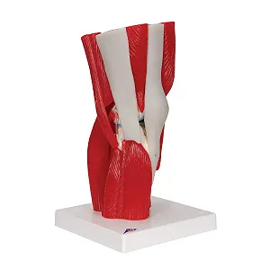 Модель анатомии коленного сустава / Со съемными мышцами / 3B Scientific A882 / Red - white synthetic.ua - Фото 1