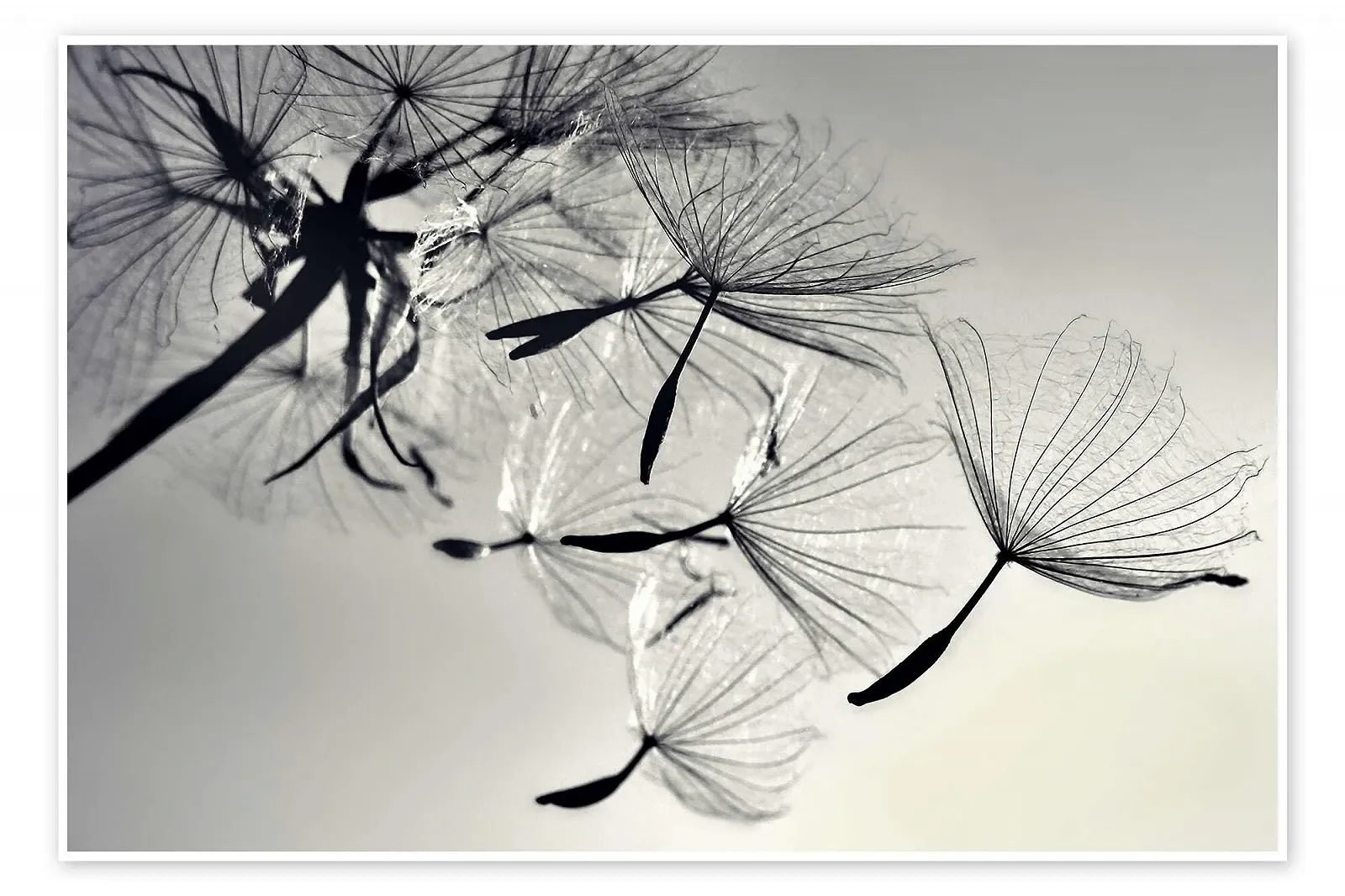 Постер Julia Delgado Dandelion Freedom 60 x 40 см Черно-белая фотография, фото №1 Постер Julia Delgado Dandelion Freedom 60 x 40 см Черно-белая фотография, фото №1