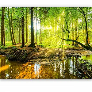 Фотошпалери murimage Ліс 366 x 254 см з клеєм у комплекті synthetic.ua - Фото 1