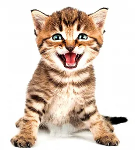 Наклейка на стіну 3D Cat Window Home Decoration 20 x 30 см - Фото 1