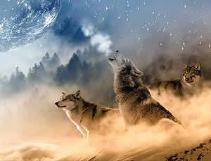 Пазл hansepuzzle Animal World 35423 Wolf 1000 элементов - Фото 1