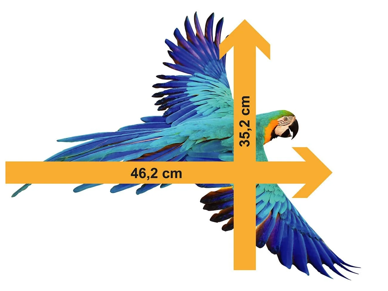 Наклейка на стену Pixblick 4 Large Flying Parrots, фото №3