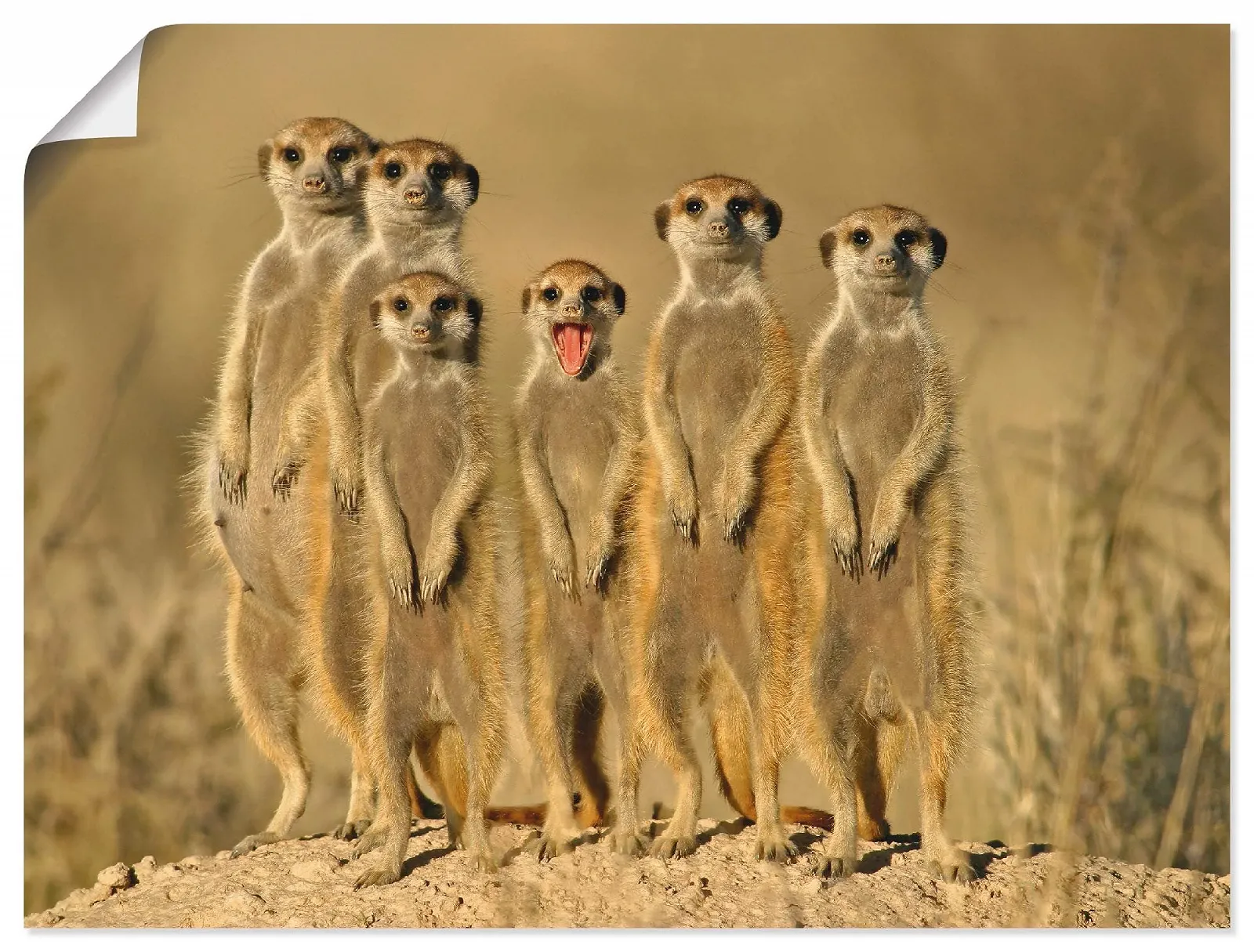 Постер ARTLAND Meerkat Family T5MH 40 x 30 см, фото №1