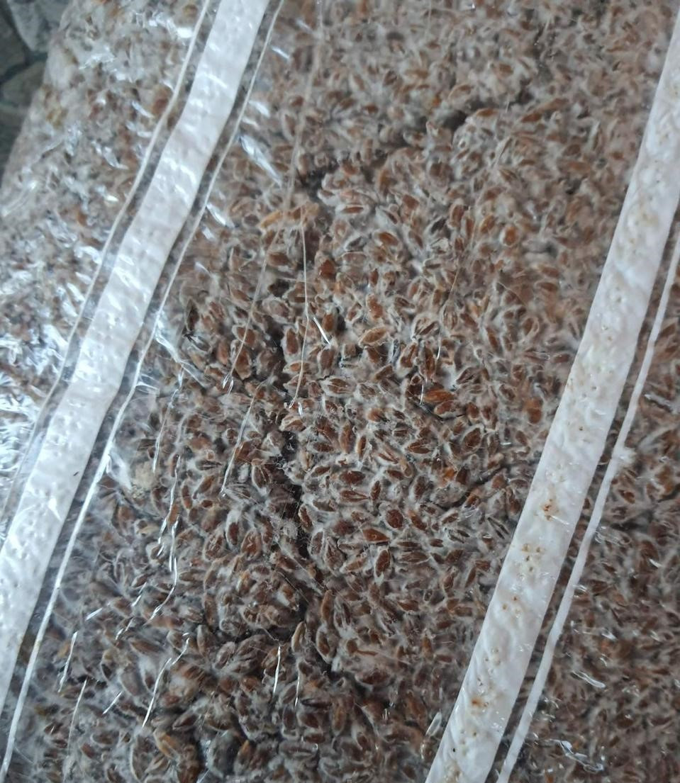 Міцелій Еринги зерновий 6 кг Королівська степова глива Mine hub_hgy1nd, фото №1