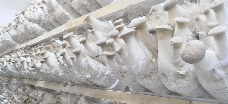 Міцелій Еринги зерновий 6 кг Королівська степова глива Mine hub_hgy1nd, фото №3