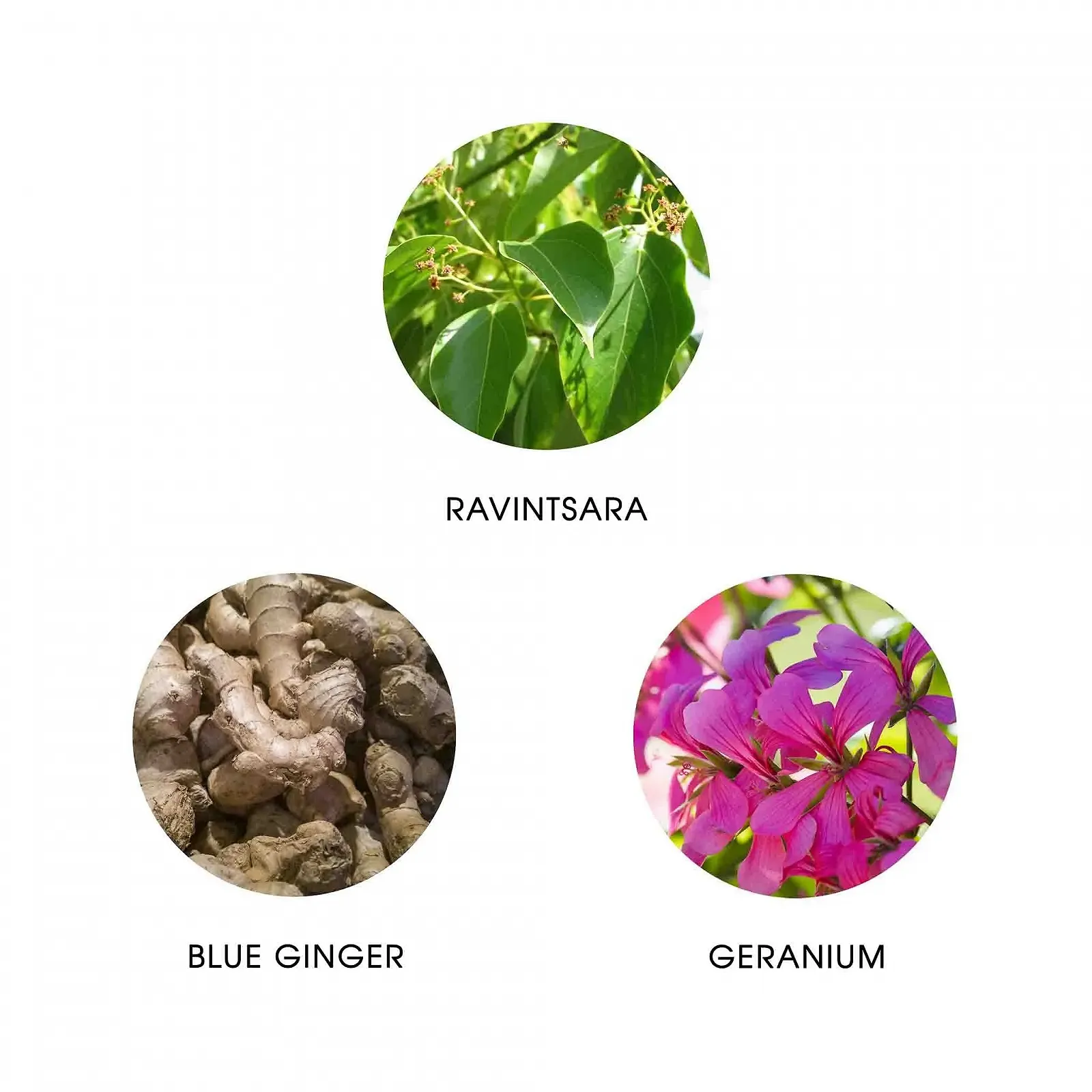 Парфумована вода FiiLiT Parfum du Voyage, Madagascar, поповнення 11мл, фото №2