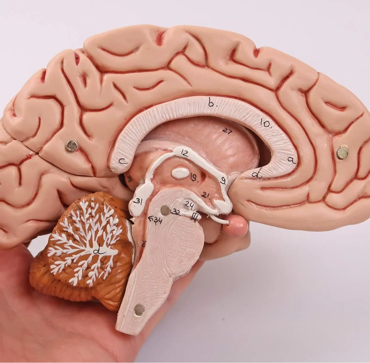 Анатомічна модель мозку 3B Scientific C18 / 5 частин / 3B Smart Anatom / Рожевий, фото №6