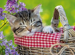 Пазли Ravensburger XXL 100 елементів Рамковий - Фото 1