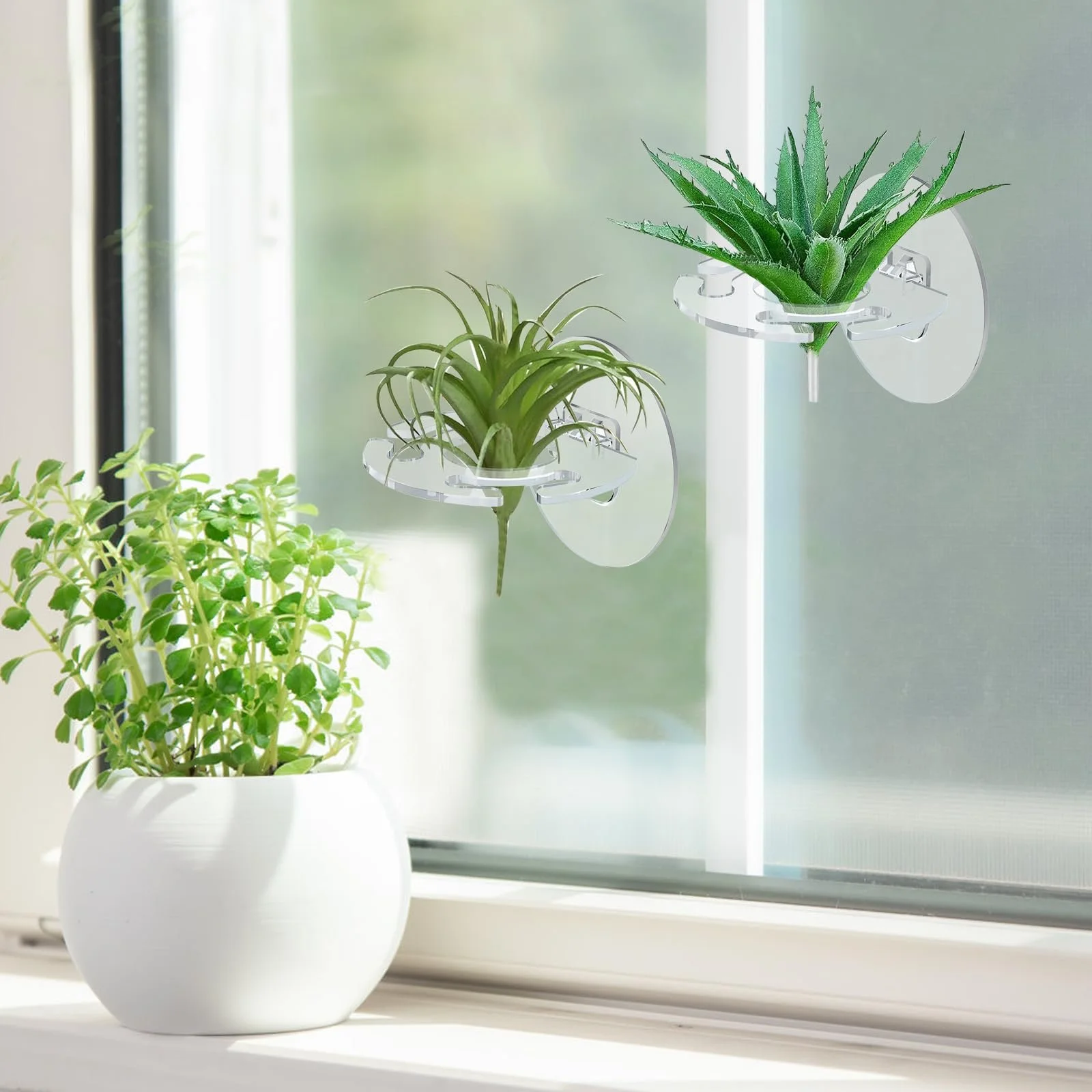 Тримачі для повітряних рослин Набір 12 шт. Прозорий, фото №4